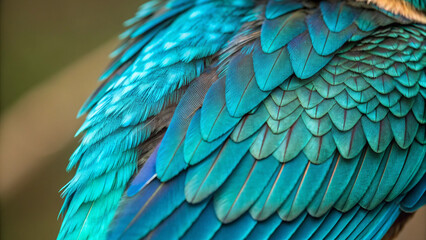 Obraz premium Turquoise Bird Feather Close-Up