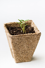 A tomato seedling in the peat pot, isolated on white background.