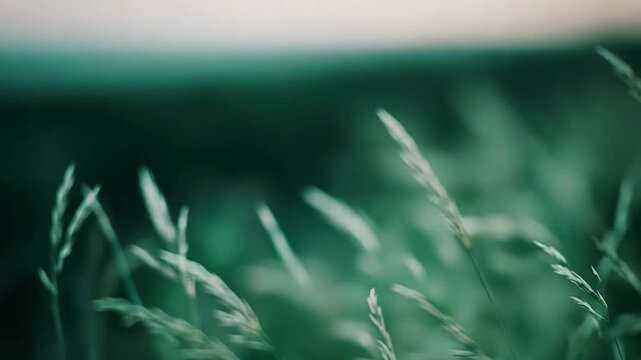 Delicate green grass stalks sway in a sunlit meadow, soft blurred background and deep emerald tones creating a tranquil, natural texture perfect for calming, organic visuals