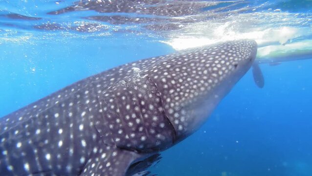 Whale shark swimming underwater in clear blue ocean