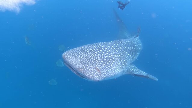Whale shark swimming in deep blue ocean underwater