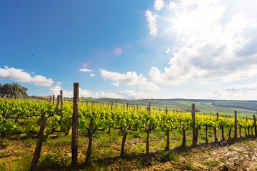 Obraz premium Vineyard landscape with green grape rows under blue sky
