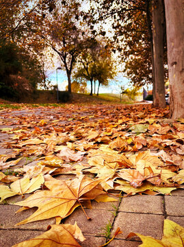 Primer plano de hojas secas de oto&ntilde;o sobre suelo adoquinado en un parque p&uacute;blico