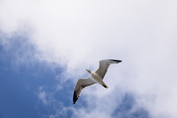 Obraz premium Seagull soaring against a backdrop of blue sky and fluffy white clouds, showcasing its wingspan and graceful flight