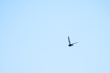 Silhouette of a bird soaring in the clear blue sky, view from below
