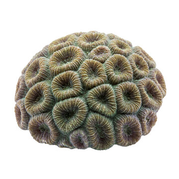 Favia favus brain coral showing tightly packed rounded corallites with green and brown tones, a massive stony coral species common on shallow tropical reef environments.