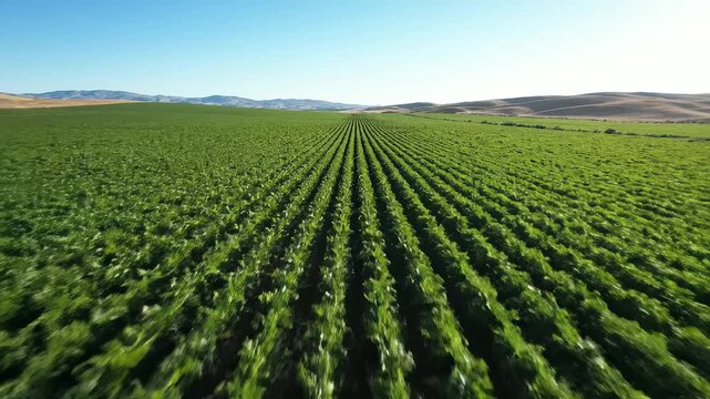 Rows of green crops in a field