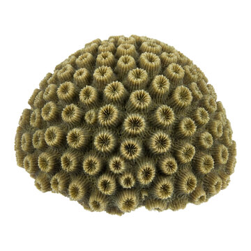 Astreopora coral forming a compact dome with tightly packed star-shaped corallites and yellowish tones, a distinctive hard coral species from shallow tropical reef ecosystems.