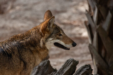 Side profile of a red wolf © Zachary