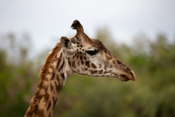 Obraz premium Side profile of a giraffe