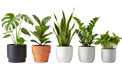 Fototapeta premium Assortment of Five Potted Houseplants on Black Background graphic (281