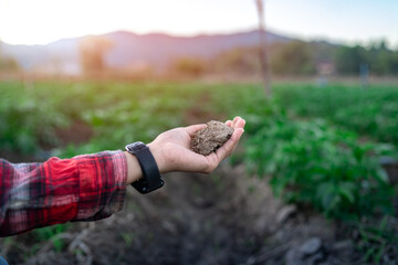 Close up soil in hand of farmer, Farmer working in cultivated field inspection soil in potato crops.