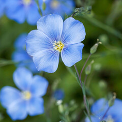 (Linum Perenne) Detailed view of small, light blue simple flower with yellow center bloom on top of slender stems with flower buds