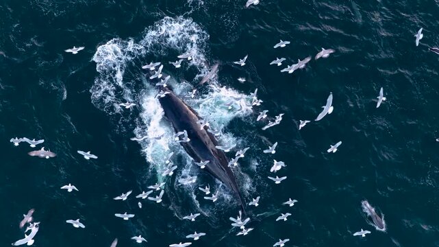 Aerial humpback whale lunge feeding with dolphins in Loch Broom