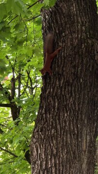 A squirrel climbs a tree surrounded by lush green leaves, showcasing its bushy tail as it explores its natural habitat
