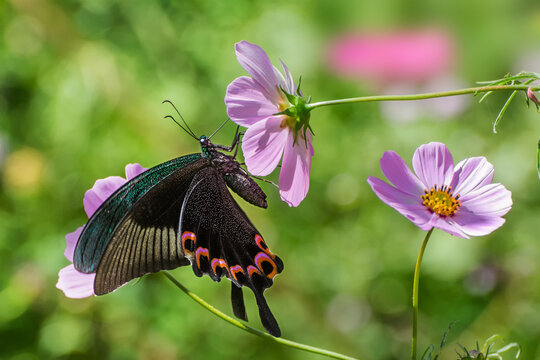 A beautiful Blue Peacock butterfly (Papilio arcturus) is perching on flower, a close-up side view in a colourful  blurred green abstract  background, flower and butterfly ,Borong, Sikkim, India