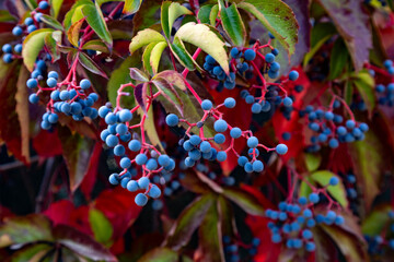 Close-up of blue berries and red autumn leaves of Virginia creeper. Vibrant natural background with colorful foliage during a sunny day in Antalya region, Turkey. November Mediterranean flora. © Vlad Rakin