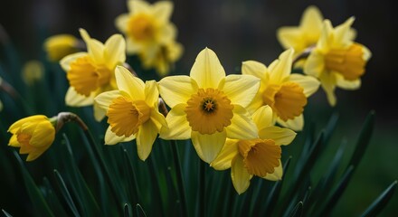 Fototapeta premium Fresh yellow daffodils cluster together in soft sunlight, showcasing delicate petals and the cheerful essence of seasonal rebirth and growth ,ephemeral ,petal ,yellow