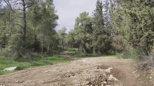 A well-maintained forest road splits into a fork in the middle of a sunlit pine forest. scenic woodland scene ideal for nature, outdoor, and travel-themed projects.