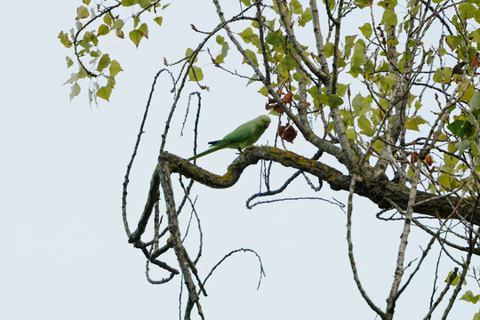 Green parrot resting on a tree branch surrounded by leaves