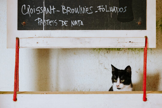 Black and white cat under chalkboard menu at caf&eacute;