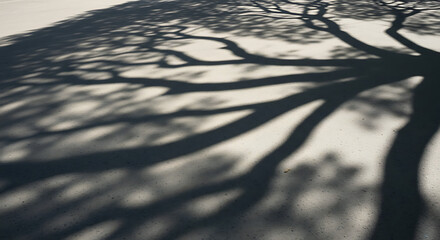 Shadows of trees on the ground