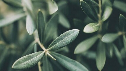 Close-up of olive leaves, bluish-green with a soft, powdery coating. Concept Close-up olive leaves, Bluish-green foliage, Powdery texture, Nature macro, Leaf detail