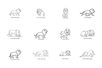Line Art Lion Set Showing Multiple Dynamic Action Poses Vector Illustration.