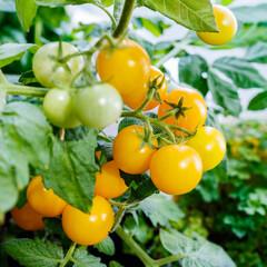 Yellow tomatoes ripen on the branch.