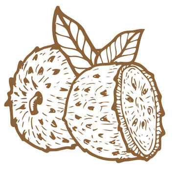 Guanabana whole and hal fruit with leaves sketch isolated on transparent background. Soursop Ink drawing vector illustration isolated on white.