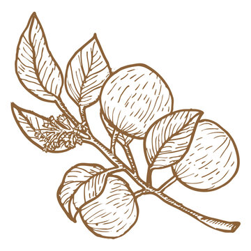 Star apple caimito branch vector illustration isolated on a white background, drawn in minimalist vintage contour and sketch style.