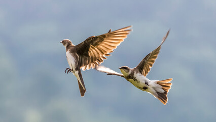 Obraz premium Two birds soar midair with wings fully spread against a clear blue sky