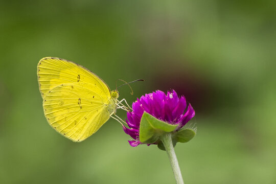 A beautiful common grass yellow butterfly (Eurema hecabe) is seated on a flower, a close up side view in blurred background for wallpaper, Bankura, West Bengal, India