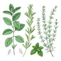 Fototapeta premium Herbal plant illustration set featuring rosemary, basil, and other herbs in a botanical style from a direct viewpoint