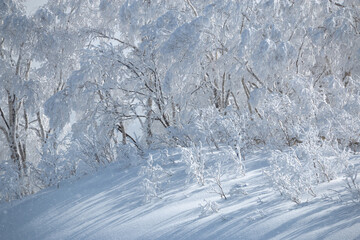 White rime ice on trees in snowy Japanese winter landscape