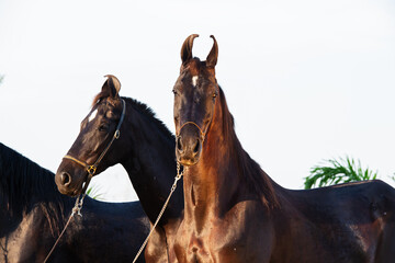 Marwari mares posing together at sunny evening. India