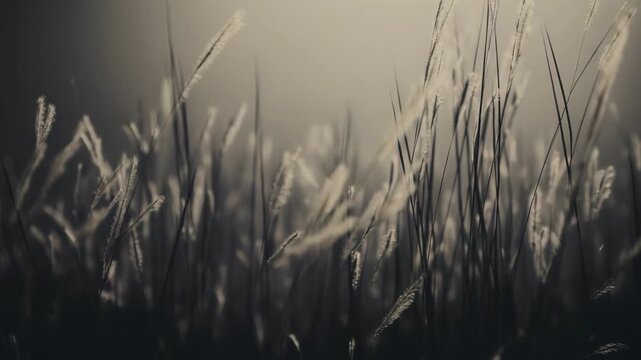 Wild pampas grass with feathery plumes catching soft golden light against a misty, muted background, evoking calm, serene rural beauty and dreamy atmosphere
