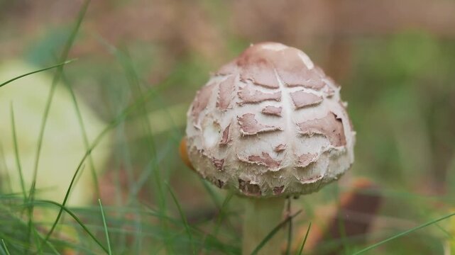 mushroom in the grass