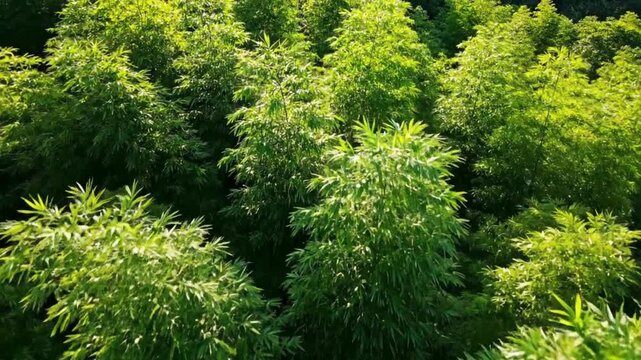 A vibrant vista of lush bamboo trees under a radiant sun creating a serene and captivating display of nature's beauty. 