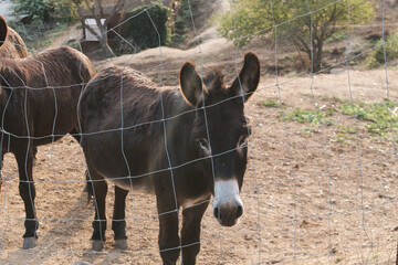 Catalan donkey standing behind fence on farm