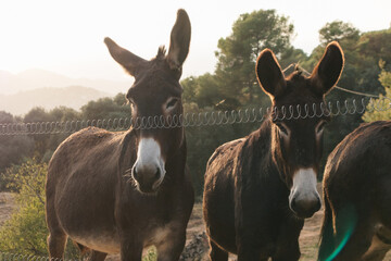 Catalan donkeys looking through fence at sunset