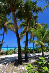 Obraz premium Palm trees along sandy tropical beach