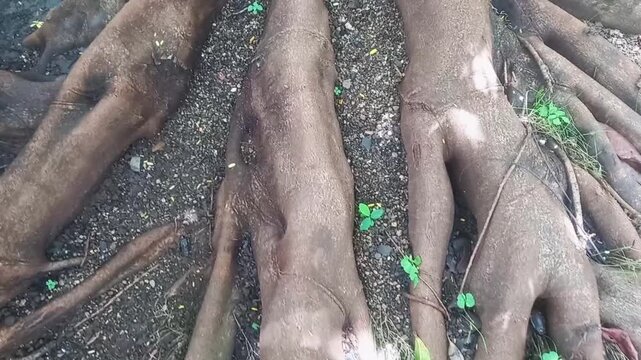 A close-up shot of tree roots intertwining with the ground, showing the strength and resilience of nature. 