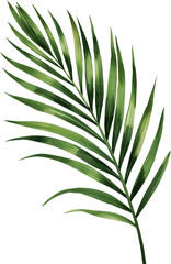 Fototapeta premium Tropical Palm Frond Tip Botanical Watercolor Illustration