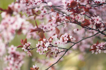 Obraz premium Cherry blossom branch with soft pink flowers in early spring daylight. Symbolizes seasonal transition moment, quiet nature observation, gentle visual calm, and sense of new season beginning.