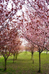 Obraz premium Row of blooming pink cherry trees creating floral canopy. Represents urban biophilic spaces, community green infrastructure, and mental health green environments for accessible outdoor wellness.