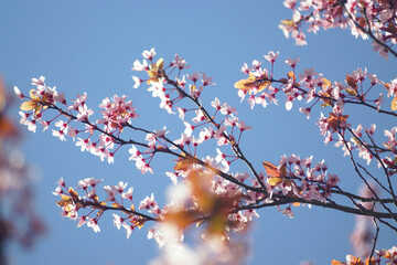 Close-up of pink cherry blossom branches with first reddish leaves against clear blue sky. Represents calm outdoor moment, slow living aesthetics, early spring bloom, and peaceful nature engagement.