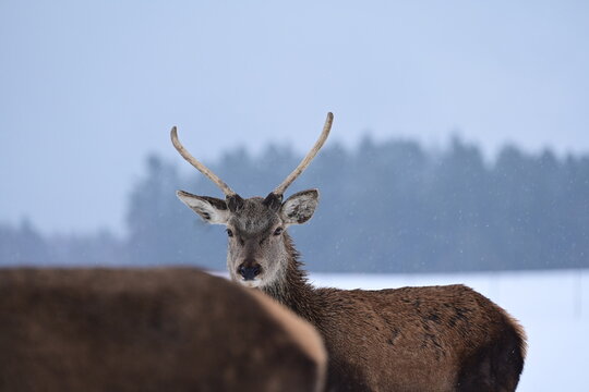 Portrait eines jungen Rothirsches im Winter