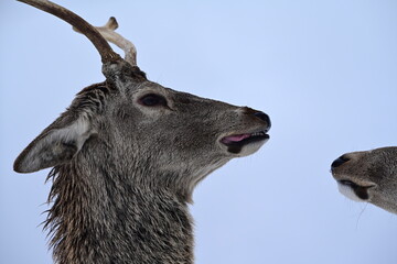 Lustiges Portrait eines jungen m&auml;nnlichen Hirschen im Profil, am Bildrand Maul eines weiteren Hirschen