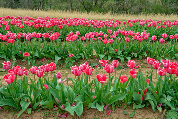 Dark pink tulips in a field